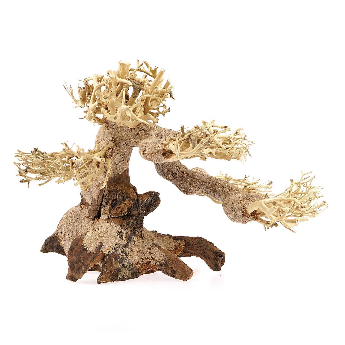 ficus bonsai kaufen Ficus 'Too Little' Bonsai  Mini & Hardy