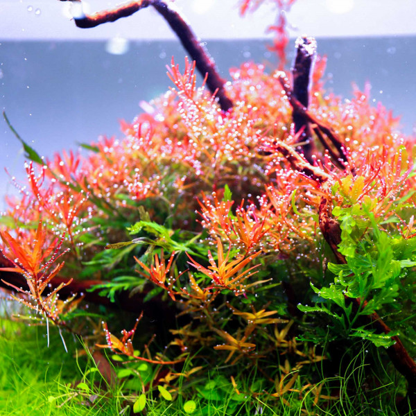 TWINSTAR LIGHT E-Serie IV Farben