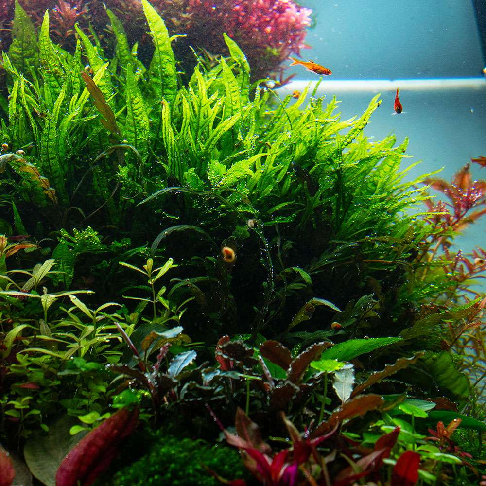 Microsorum pteropus "Trident" | Trident Javafarn - in vitro |  Aufsitzerpflanzen | Pflanzen | Garnelen-Guemmer