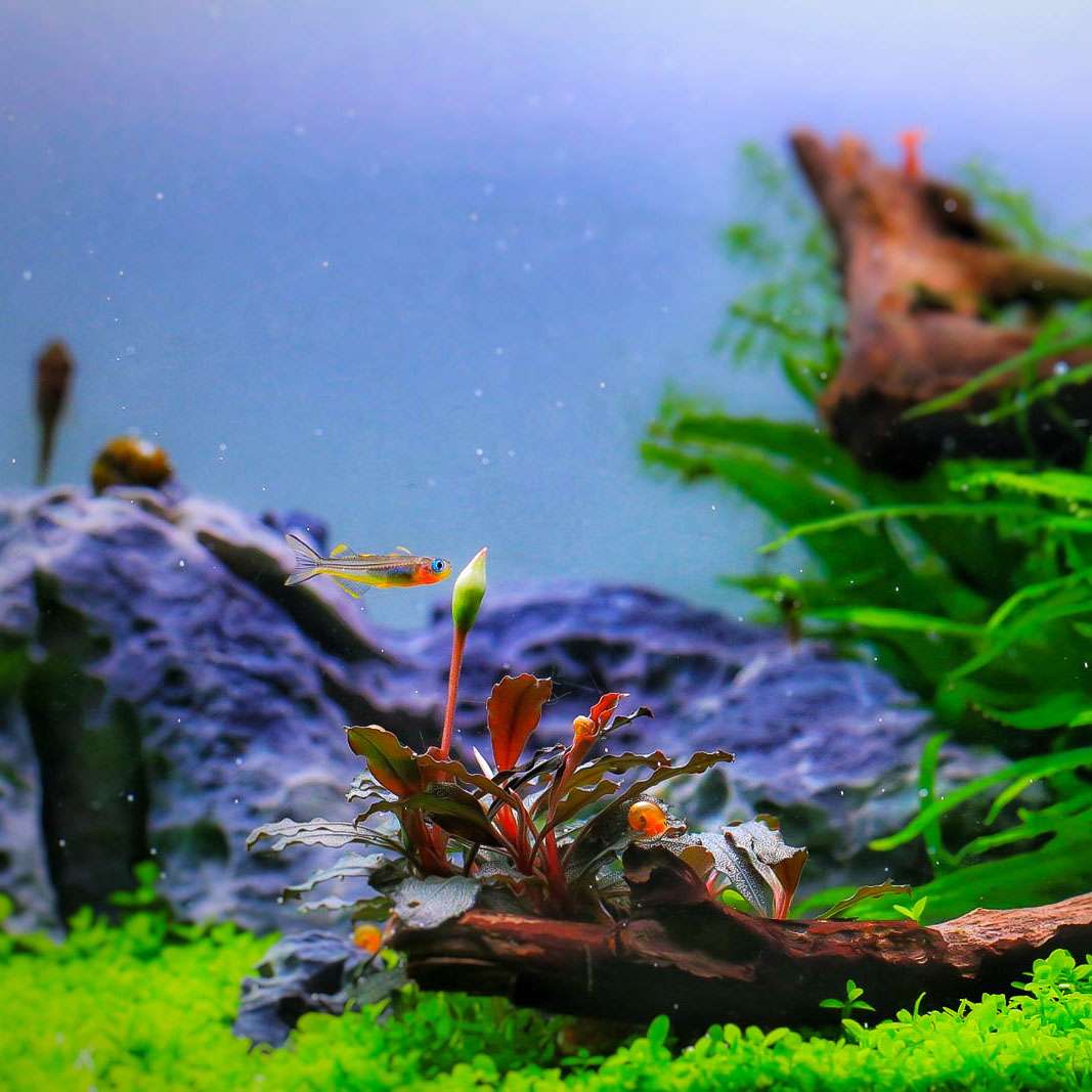 Bucephalandra, alle Arten im Vergleich Wasserpflanzen Blog