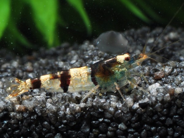 Caridina trifasciata-Garnele