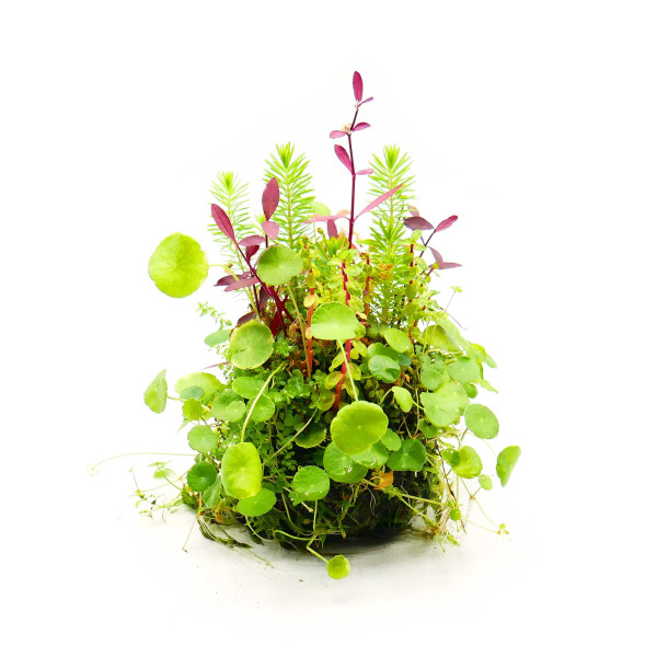 OPAquatics WabiKusa Dirt Ball Ver. 2 Beispiel