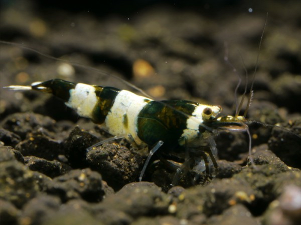 Taiwan Bee Green Hulk Garnele Klasse 1