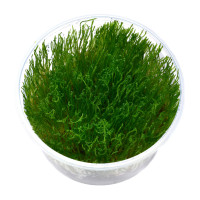 Taxiphyllum Alternans Taiwan moos in vitro Taxiphyllum Alternans Taiwan moos in vitro