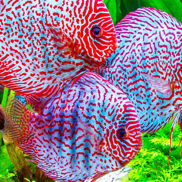 Twinstar G-Line | Aquarium LED mit T5/T8 Adapter