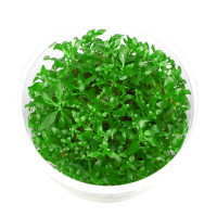 Aquarienpflanzen online kaufen riesen Auswahl und Top Qualität