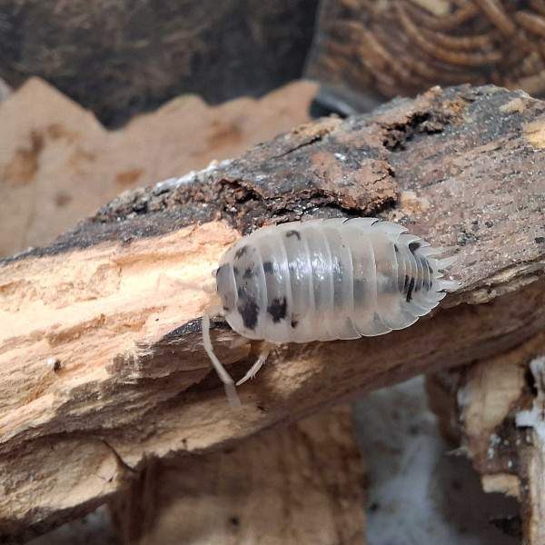 Porcellio laevis “Panda” - DNZ