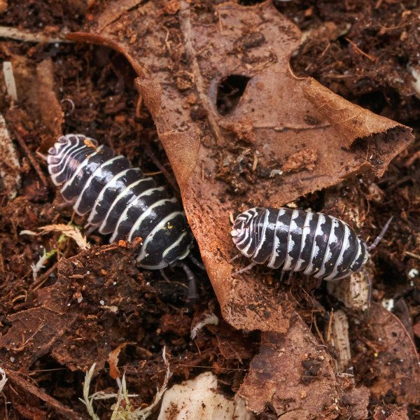 Armadillidium maculatum „Zebrarollassel" | DNZ