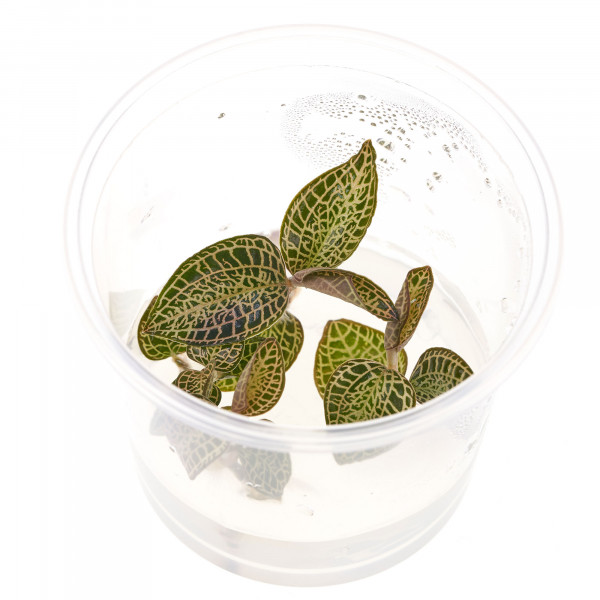 Macodes Anoectochilus roxburghii Skeleton in vitro