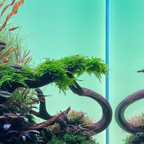 Ausgewachsenes Christmas Moos im Aquarium