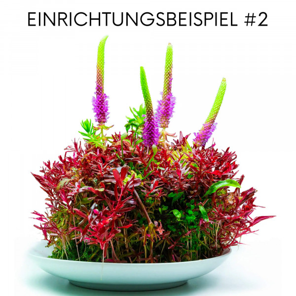 Wabi Kusa Komplett Set Einrichtungsbeispiel 2