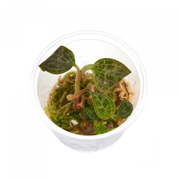 Juwelorchidee in Torfmoos