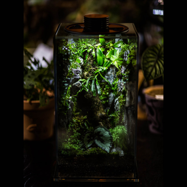 Bioloark Bio Bottle FD 200 Mini Terrarium für Wabi-Kusa und tropische Pflanzen günstig online kaufen