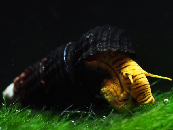 Tylomelania spec. mini yellow