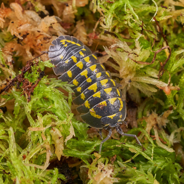 Armadillidium gestroi Assel | DNZ