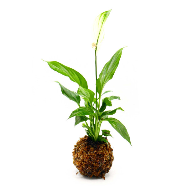 OPAquatics WabiKusa Dirt Ball Ver. 2 Beispiel