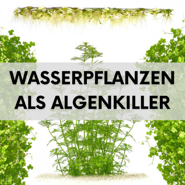 wasserpflanzen-gegen-algen-blogartikel