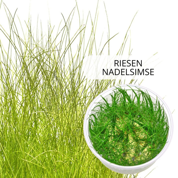 "Feenwald" - Feinfiedrige Aquarium Pflanzen im Set | In-Vitro Set