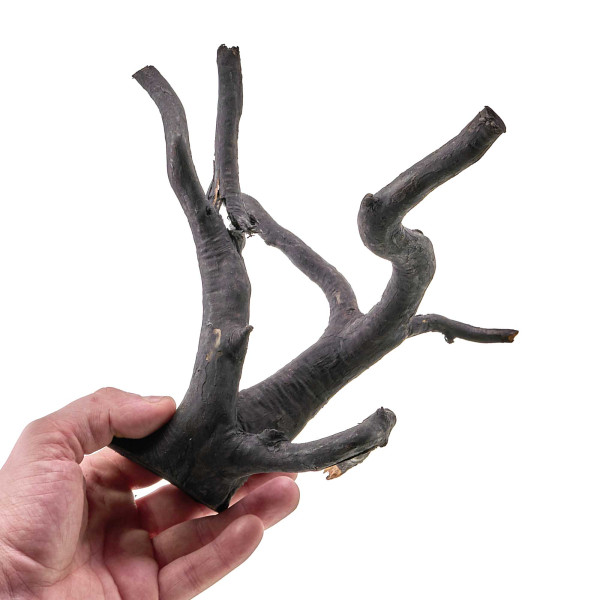 Schwarze Moorwurzel Fingerwurzel | Set S