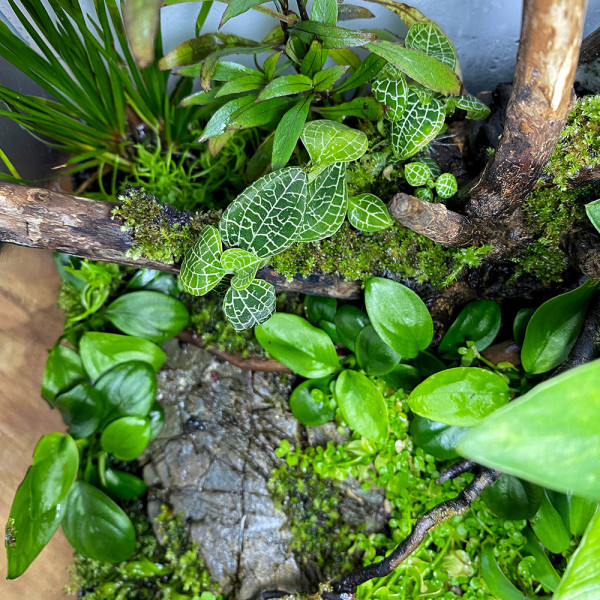 Macodes Anoectochilus roxburghii "Silver Mine" silberne Blattzeichnung