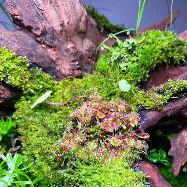 Drosera rotundifolia im wabi kusa