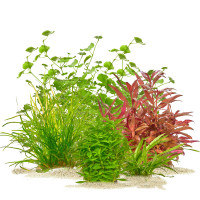 Aquarium Pflanzen Set Dein Aquarium. Unsere Sets.