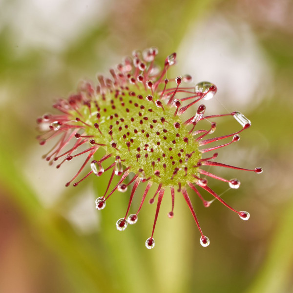 Drosera capenis Kap Sonnentau