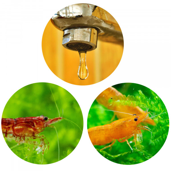 Garnelen für ein Aquarium mit hartem Leitungswasser