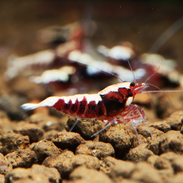 Rote Fishbone Garnele