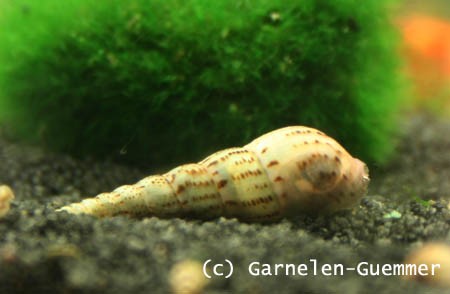 Turmdeckelschnecke | Melanoides tuberculata