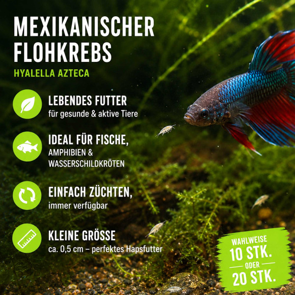 Mexikanischer Flohkrebs Hyalella azteca Zuchtansatz für Lebendfutter