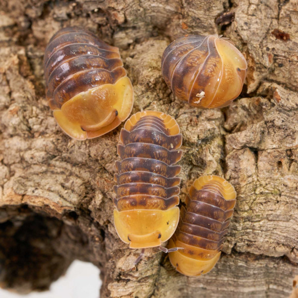 Cubaris sp. "Rubber Ducky" | DNZ