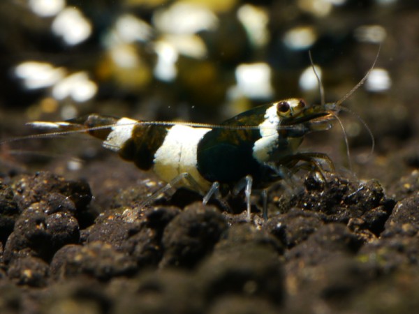 Taiwan Bee Green Hulk Garnele Klasse 2