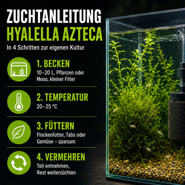 Mexikanischer Flohkrebs Hyalella azteca Zuchtansatz für Lebendfutter Anleitung