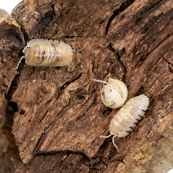 Armadillidium depressum "Magic Potion" | DNZ