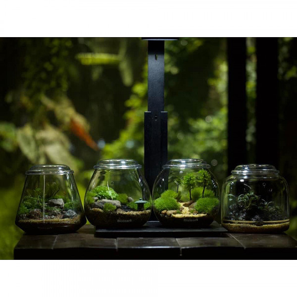 bioloark bubble cups wabikusa gläser eingerichtet