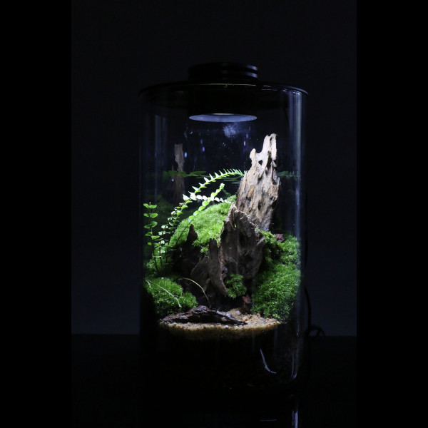 Bioloark Bio Bottle ZD 150 Mini Terrarium für Wabi-Kusa günstig online kaufen