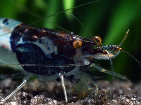 Carbon Rili Garnele - Neocaridina