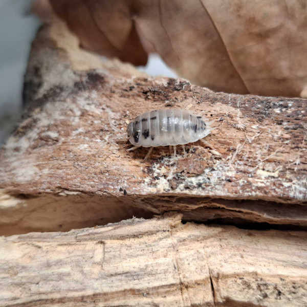 Porcellio laevis “Panda” - DNZ