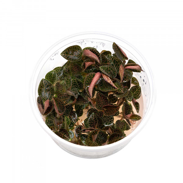 Macodes Anoectochilus roxburghii "Firebird" in vitro 8,5cm