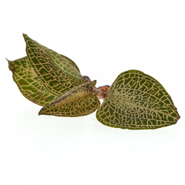 Macodes Anoectochilus roxburghii Skeleton