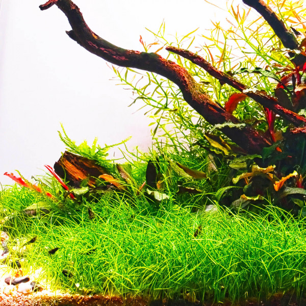 3x Eleocharis sp. "Mini" - Mini-Nadelsimse - in vitro