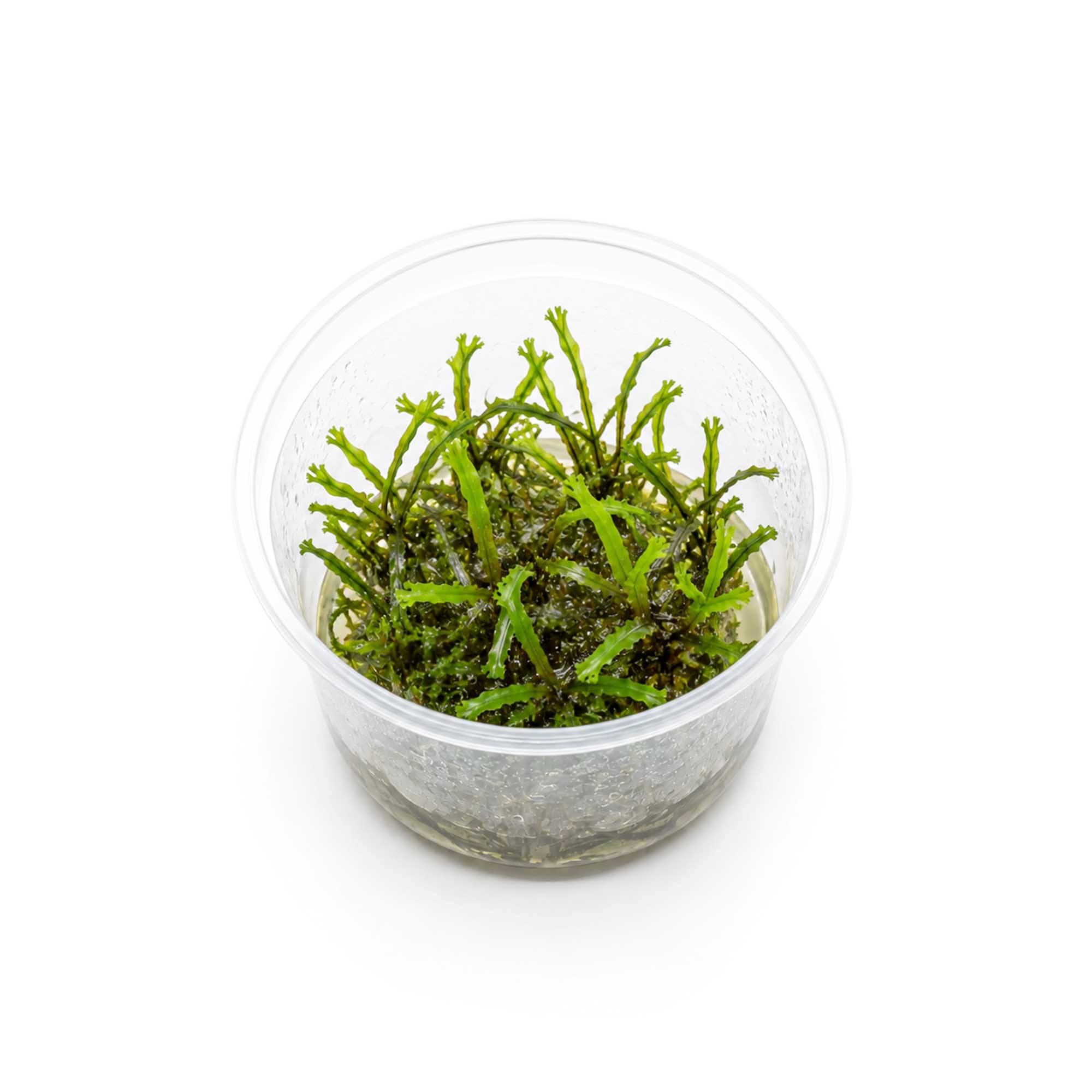 Microsorum pteropus Windelov im In-vitro-Becher