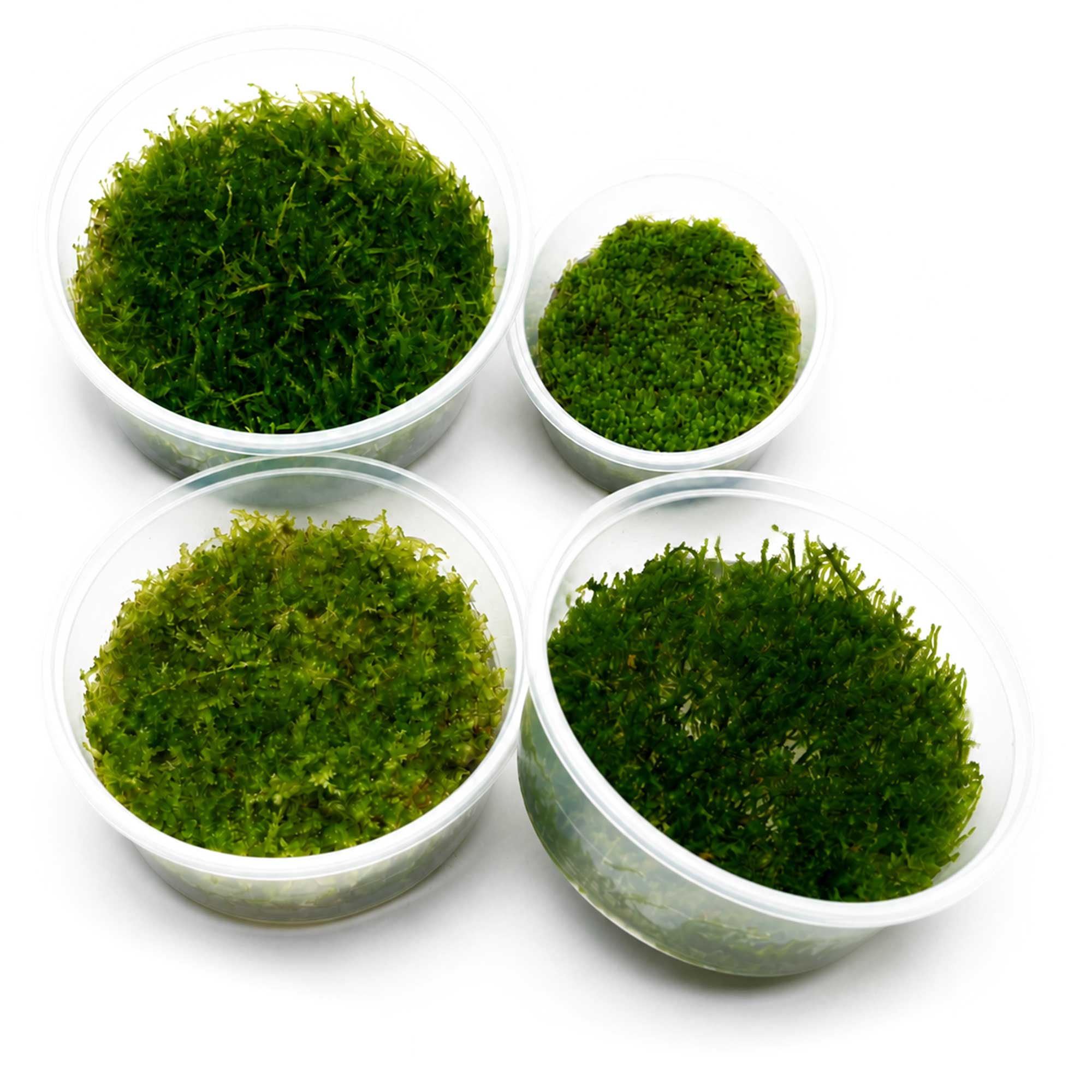 Aquarium Moos Bestseller XXL Set mit vier In-vitro-Moosen
