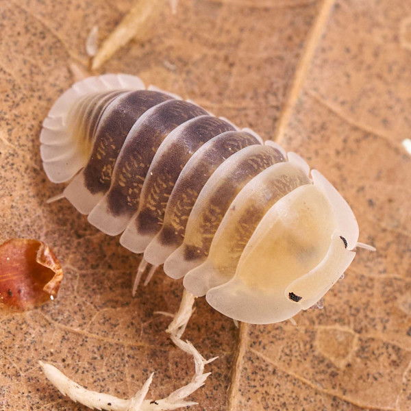 Cubaris sp. "Jupiter" Assel - DNZ