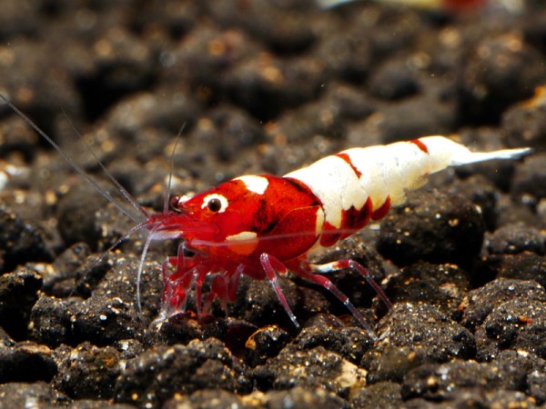 Rote Pinto Bee Garnele - Bienengarnele