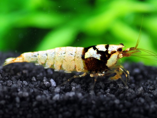 Spotted Head Pintomischlinge