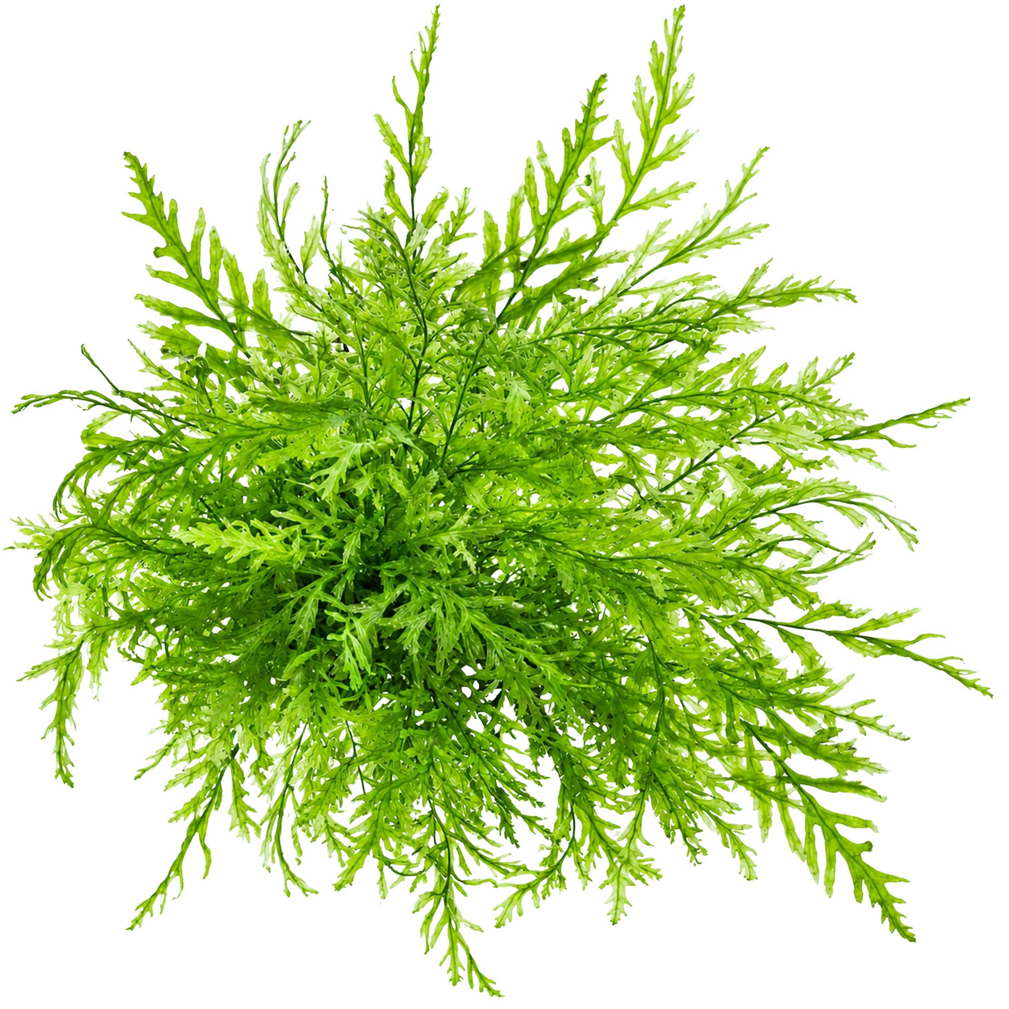 Gewachsene Bolbitis heudelotii