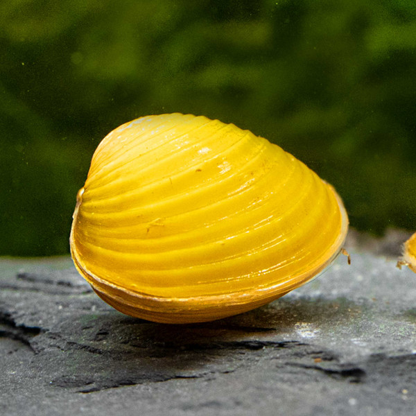 Körbchenmuschel bicolor, Corbicula sp.