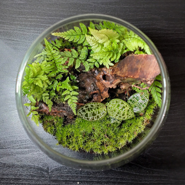 Bioloark bio bottle mit macodes juwelorchidee